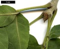 SpeciesSub: subsp. oxycarpa SpeciesSub: subsp. oxycarpa